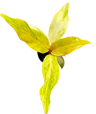 4" Philodendron Orange Marmalade
